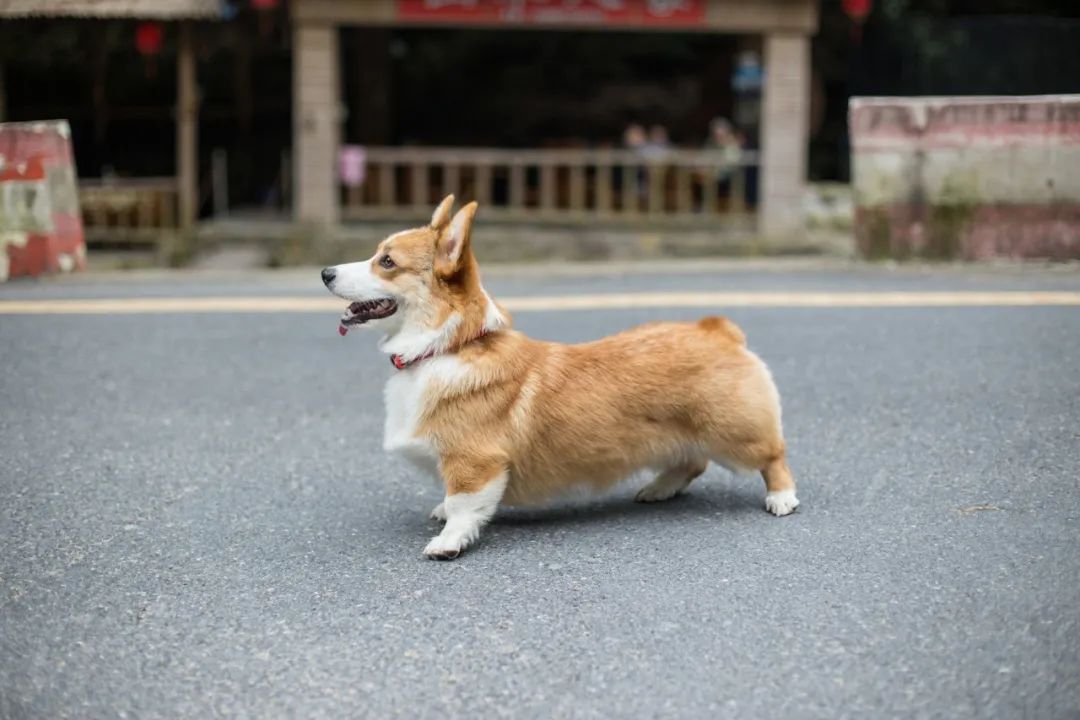 再见，我的老伴侣